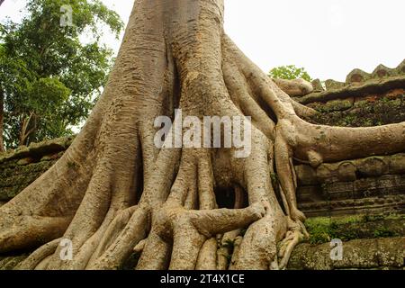 Mise au point sélective d'une superbe vue rapprochée du temple de Ta Prohm avec des arbres qui poussent hors des ruines. Ta Prohm est l'un des complexes les plus visités de Banque D'Images