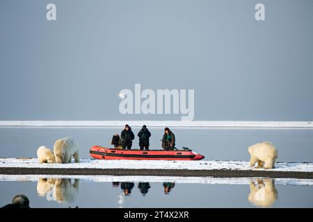 Un groupe de photographes avec leur guide Inupiaq observent et photographient des ours polaires, Ursus maritimus, depuis un zodiaque le long de la broche au large de Barter Island AK Banque D'Images