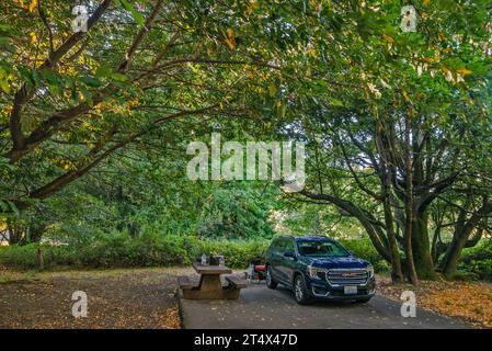 Arbres Myrtlewood au-dessus du camping Quosatana Campground, Rogue River Siskiyou National Forest, Oregon Coast Range, Oregon, États-Unis Banque D'Images