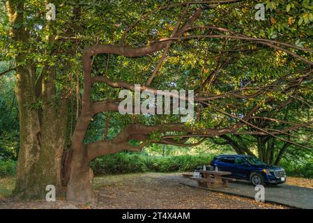 Camping Quosatana Campground, Rogue River Siskiyou National Forest, Oregon Coast Range, Oregon, États-Unis Banque D'Images