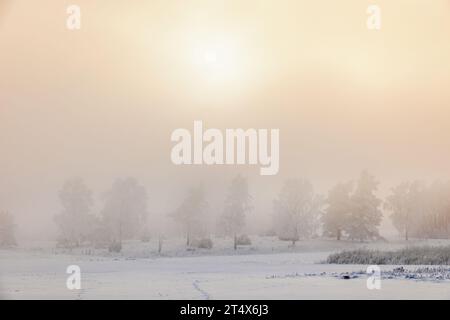 Brouillard froid un jour d'hiver par un bosquet d'arbres dans la campagne Banque D'Images