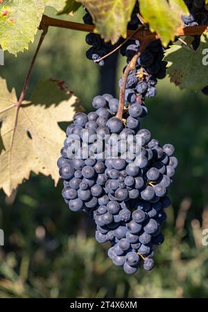 Belle grappe de raisins nebbiolo noir avec des feuilles vertes dans les vignobles de Barolo, Piemonte, Italie Banque D'Images