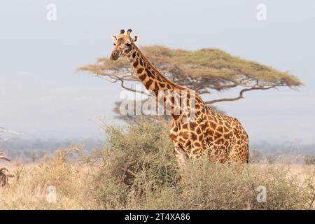 Girafes au Masai Mara, Nairobi, Amboseli, Kenya, Afrique Banque D'Images