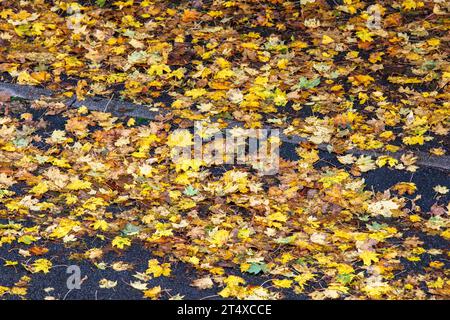 Une route humide de pluie et trottoir couvert de feuilles d'automne humides, Rhénanie du Nord-Westphalie, Allemagne regennasse Strasse und Buergersteig bedeckt mit nassem he Banque D'Images