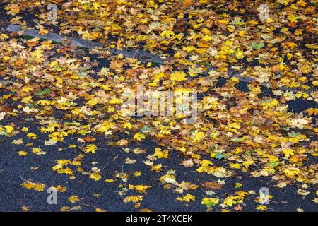 Une route humide de pluie et trottoir couvert de feuilles d'automne humides, Rhénanie du Nord-Westphalie, Allemagne regennasse Strasse und Buergersteig bedeckt mit nassem he Banque D'Images