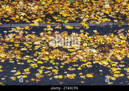 Une route humide de pluie et trottoir couvert de feuilles d'automne humides, Rhénanie du Nord-Westphalie, Allemagne regennasse Strasse und Buergersteig bedeckt mit nassem he Banque D'Images