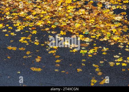 Une route humide de pluie et trottoir couvert de feuilles d'automne humides, Rhénanie du Nord-Westphalie, Allemagne regennasse Strasse und Buergersteig bedeckt mit nassem he Banque D'Images