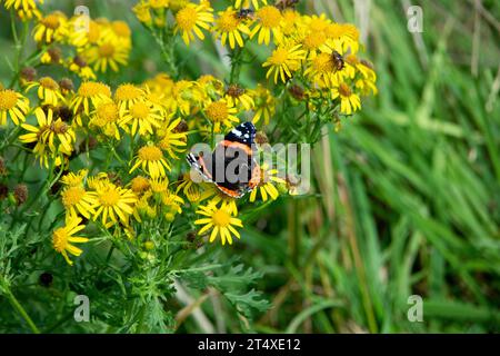 Papillon amiral rouge sur fleur de Ragwort Banque D'Images