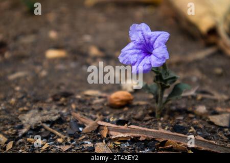 Fleur solitaire de Ruellia tuberosa en automne Banque D'Images