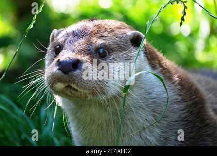 Fischotter-Eurasischer Fischotter à Aktion. Fischotter-Eurasischer Fischotter in verschiedenen Aktionen. *** Otter Loutre eurasienne en action Otter Loutre eurasienne en diverses actions. Crédit : Imago/Alamy Live News Banque D'Images