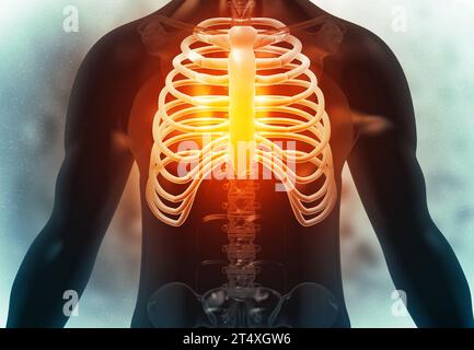 Les côtes osseuses humaines sur le fond médical. illustration 3d. Banque D'Images