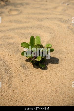 La plante de chèvre Creeper, Beach Morning Glory ou Ipomoea pes-caprae est une plante à base de plantes qui pousse autour de la plage Banque D'Images