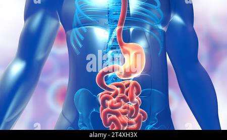 Anatomie de l'estomac du corps humain. illustration 3d. Banque D'Images