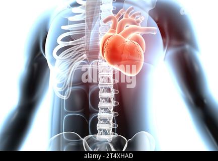 Coeur dans le corps humain. rendu 3d. Banque D'Images