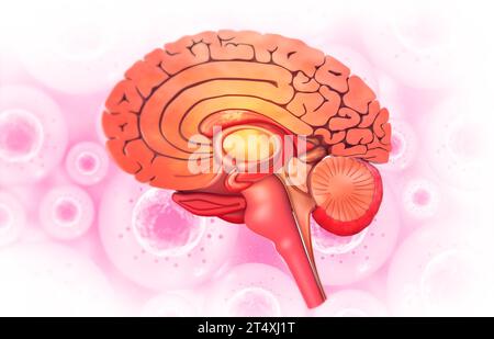 Section transversale de l'anatomie du cerveau humain. illustration 3d. Banque D'Images