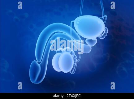 Anatomie de l'appareil urinaire masculin. illustration 3d. Banque D'Images