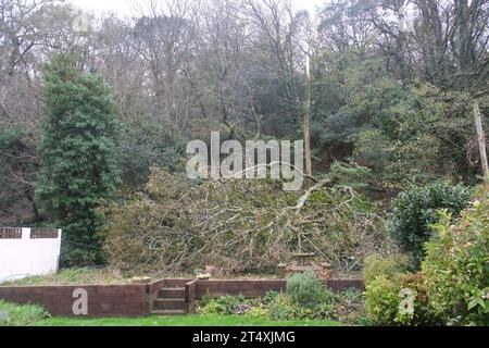 Portreath, Cornwall Royaume-Uni. 2 novembre 2023. UK Météo. Alors que la tempête Ciaran a frappé Cornwall tôt ce matin, les habitants de Portreath ont été réveillés par un énorme arbre qui s’est écrasé dans leur jardin, emmenant les lignes électriques dans la rivière adjacente. Crédit Simon Maycock / Alamy Live News. Banque D'Images