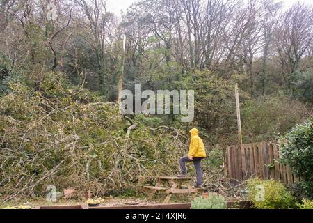 Portreath, Cornwall Royaume-Uni. 2 novembre 2023. UK Météo. Alors que la tempête Ciaran a frappé Cornwall tôt ce matin, les habitants de Portreath ont été réveillés par un énorme arbre qui s’est écrasé dans leur jardin, emmenant les lignes électriques dans la rivière adjacente. Crédit Simon Maycock / Alamy Live News. Banque D'Images