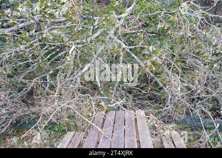 Portreath, Cornwall Royaume-Uni. 2 novembre 2023. UK Météo. Alors que la tempête Ciaran a frappé Cornwall tôt ce matin, les habitants de Portreath ont été réveillés par un énorme arbre qui s’est écrasé dans leur jardin, emmenant les lignes électriques dans la rivière adjacente. Crédit Simon Maycock / Alamy Live News. Banque D'Images