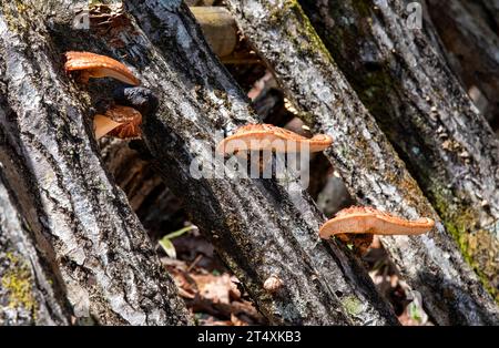 Gros plan de grumes ou de souches d'arbres pour la culture de champignons shiitake en plein air au Japon Banque D'Images