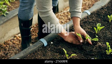 Les mains des agriculteurs, le jardinage et les plantes dans le sol pour l'agriculture, la durabilité et l'agriculture écologique des légumes. Personne avec germe, croissance verte Banque D'Images