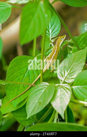 Un lézard vert anole (Anolis carolinensis) sur feuilles à l'Eden Project, près de St Austell, Cornouailles, Angleterre, Royaume-Uni Banque D'Images