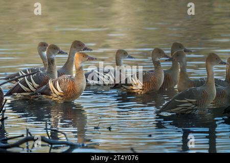 Un petit troupeau de Canards sifflants à la purée est assis dans l'eau du marais de Hastie saluant le soleil du matin avant de partir se nourrir sur le lagon. Banque D'Images