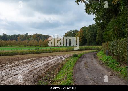 Champ agricole récolté et sentier de randonnée sale au Pajottenland, Lennik, Belgique Banque D'Images