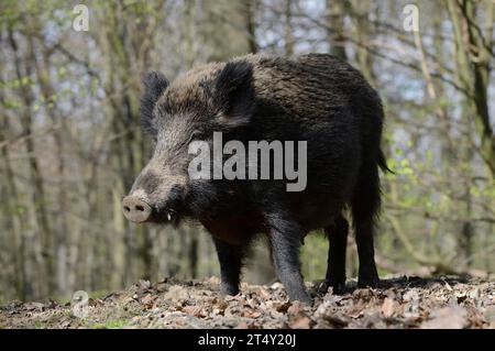 Sanglier européen (sus scrofa scrofa), truie, Rhénanie du Nord-Westphalie, Allemagne Banque D'Images