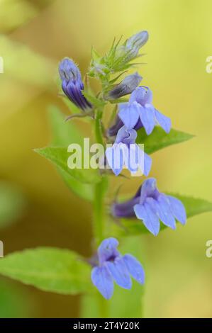 Cardinal bleu lobelia (Lobelia siphilitica), Rhénanie du Nord-Westphalie, Allemagne Banque D'Images