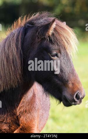 Jeune cheval islandais (Equus islandicus), poney islandais d'un an et demi, portrait d'animal à la lumière du soir, Schleswig-Holstein, Allemagne Banque D'Images