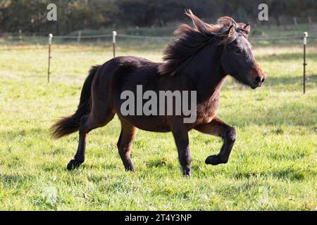 Jeune cheval islandais (Equus islandicus), poney islandais âgé d'un an et demi traversant un pâturage, Schleswig-Holstein, Allemagne Banque D'Images