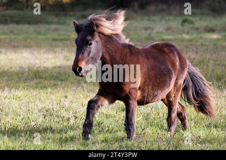 Jeune cheval islandais (Equus islandicus), poney islandais d'un an et demi courant dans les pâturages à la lumière du soir, Schleswig-Holstein Banque D'Images