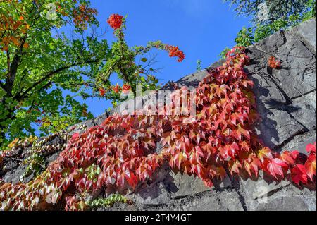 Mur de ville avec vigne sauvage, lierre de boston (Parthenocissus tricuspidata), et hackberry (Sorbus aria s. str.), Kempten, Souabe, Bavière, Allemagne Banque D'Images