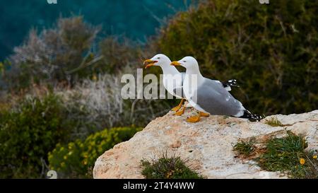 Deux mouettes, assis sur des rochers, mer, atterrissage, arbuste, Albero Sole, rochers, Riserva Naturale Orientata Isola di Lampedusa, Île de Lampedusa, Agrigente Banque D'Images