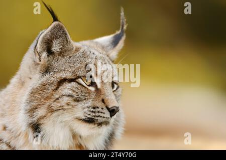 Lynx eurasien (Lynx lynx), portrait, captif, Basse-Saxe, Allemagne Banque D'Images