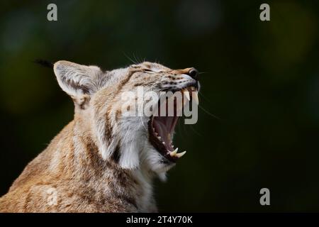 Lynx eurasien (Lynx lynx), captif, Basse-Saxe, Allemagne Banque D'Images