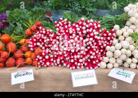 Abondance de radis de petit déjeuner français mûrs frais rouges et blancs, betteraves dorées, navets et herbes fraîches sur un marché agricole local Banque D'Images