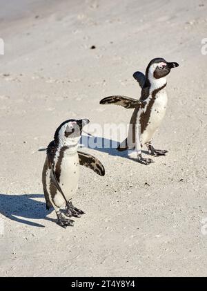 Deux pingouins africains à pieds noirs sur plage de sable, colonie de reproduction ou réserve de conservation côtière en Afrique du Sud ensemble. Oiseaux aquatiques menacés Banque D'Images