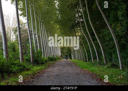 Imde, Brabant flamand, Belgique, 14 octobre 2023 - ruelle de bouleaux avec un père et vélo solaire Banque D'Images