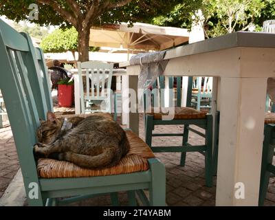Chat grec endormi sur une chaise de taverne. Zakynthos, Grèce Banque D'Images