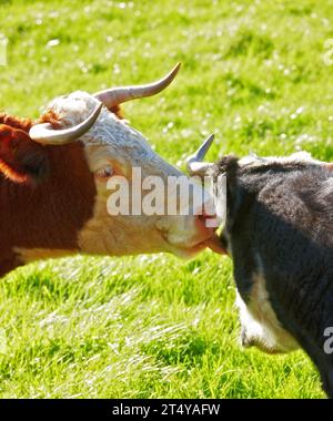 Deux vaches hereford ensemble et se léchant sur le pâturage de la ferme. Animaux poilus nettoyant les yeux contre l'herbe verte sur les terres agricoles éloignées et l'agriculture Banque D'Images