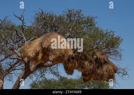 Nid de tisserands sociables, Philetairus socius, Ploceidae, Namibie, Afrique Banque D'Images