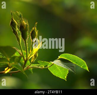 Bourgeons de rose sur une vigne sur le point d'ouvrir, gros plan de pousse de rose poussant à partir d'un rosier sauvage dans un jardin. Fleurs de saison symbolisant le romantisme, l'amour, la beauté Banque D'Images