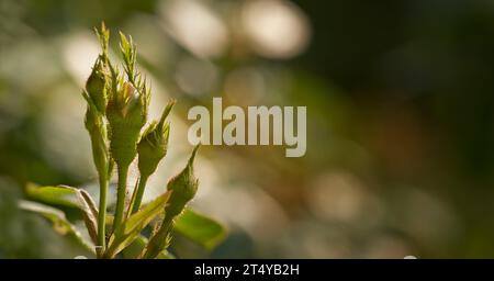 Bourgeons de rose sur une vigne sur le point d'ouvrir, gros plan de pousse de rose poussant à partir d'un rosier sauvage dans un jardin. Fleurs de saison symbolisant le romantisme, l'amour, la beauté Banque D'Images