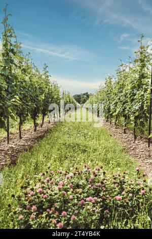 Un gros plan vibrant d'un vignoble ordonné, avec des rangées nettes de vignes s'étendant à l'horizon Banque D'Images