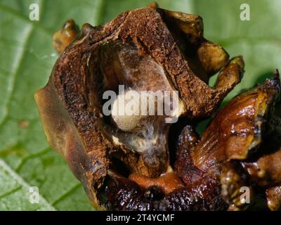 Intérieur Knopper Gall avec cocon de guêpe Knopper Gall (Andricus quercuscalicis) à l'intérieur d'un gland de chêne anglais modifié (Quercus robur), Wiltshire, Royaume-Uni sept Banque D'Images