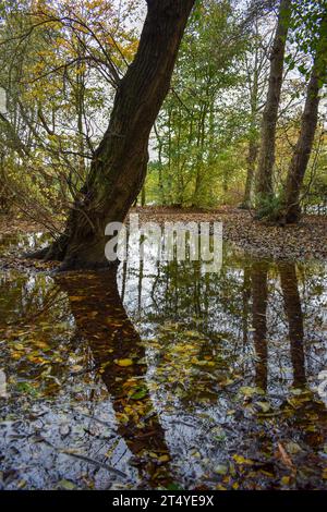 Une grande flaque d'eau de pluie entourant la base d'un arbre avec des reflets et des feuilles tombées visibles dans l'eau. Banque D'Images