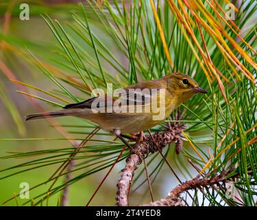 Finch gros plan vue latérale perché sur une branche de pin dans son environnement et habitat environnant. Banque D'Images