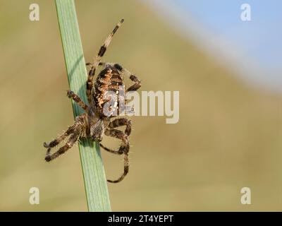 Garden Cross Spider, Araneus diadematus, adulte sur la toile dans les dunes côtières. Coastal Norfolk September Banque D'Images